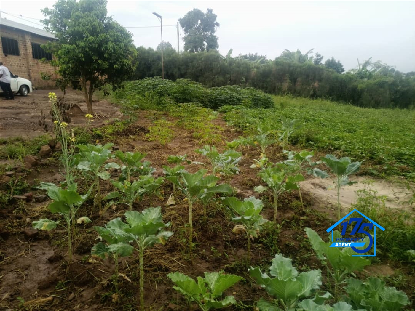 Farm for sale in Kiwenda Wakiso