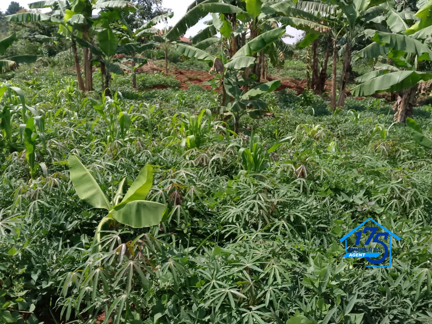 Residential Land for sale in Sonde Mukono