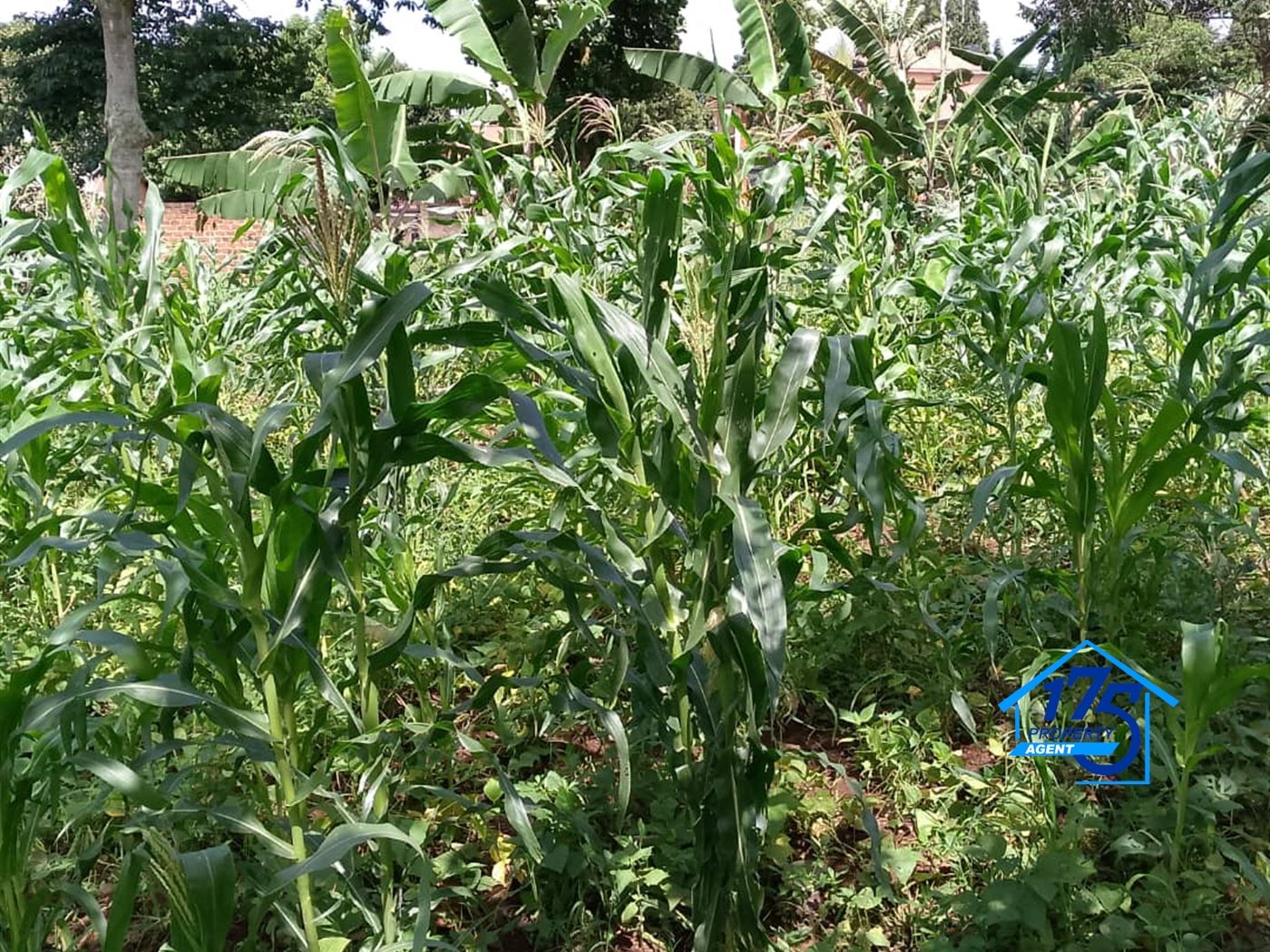 Residential Land for sale in Naalya Wakiso