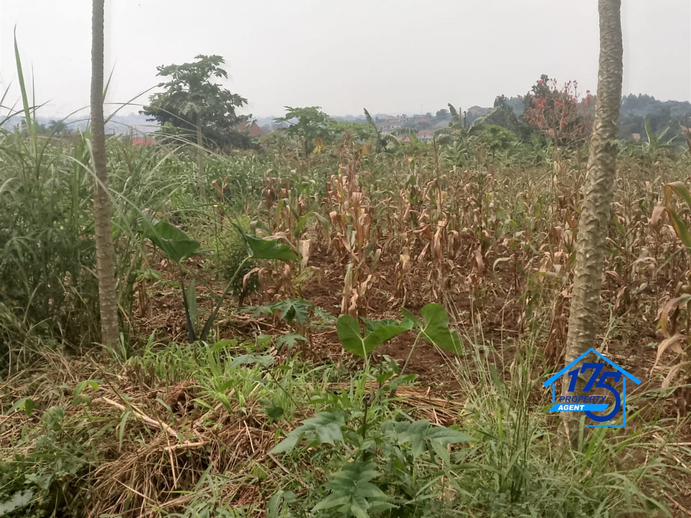 Residential Land for sale in Nabusugwe Wakiso