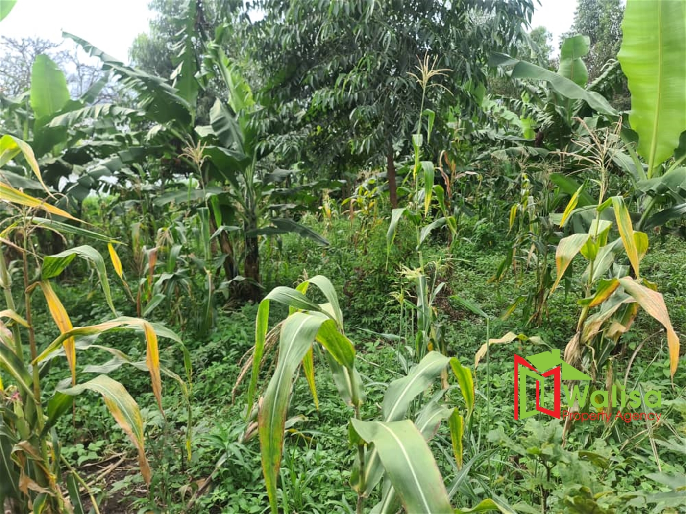 Agricultural Land for sale in Naijja Buyikwe