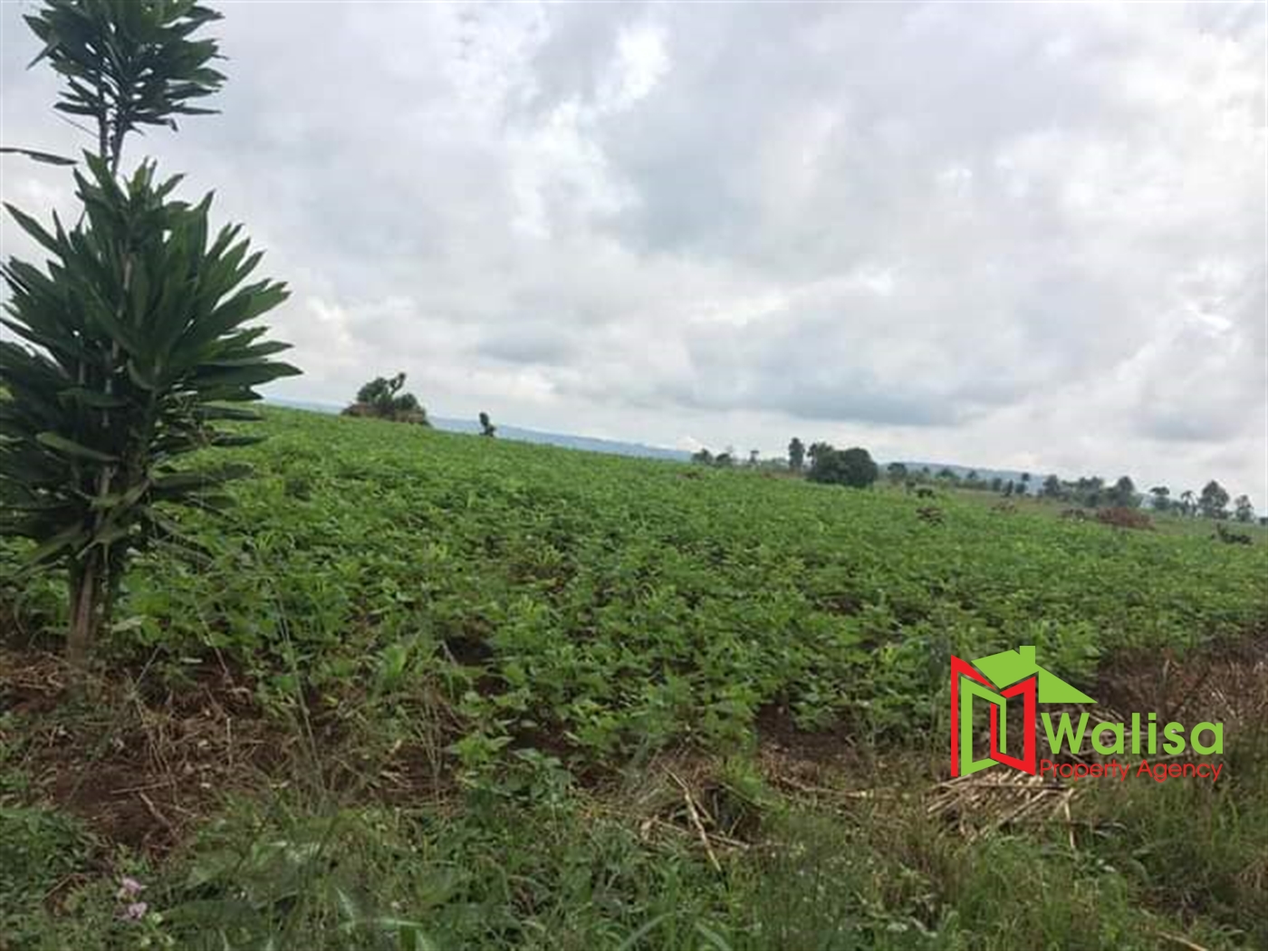 Agricultural Land for sale in Kakumilo Mubende