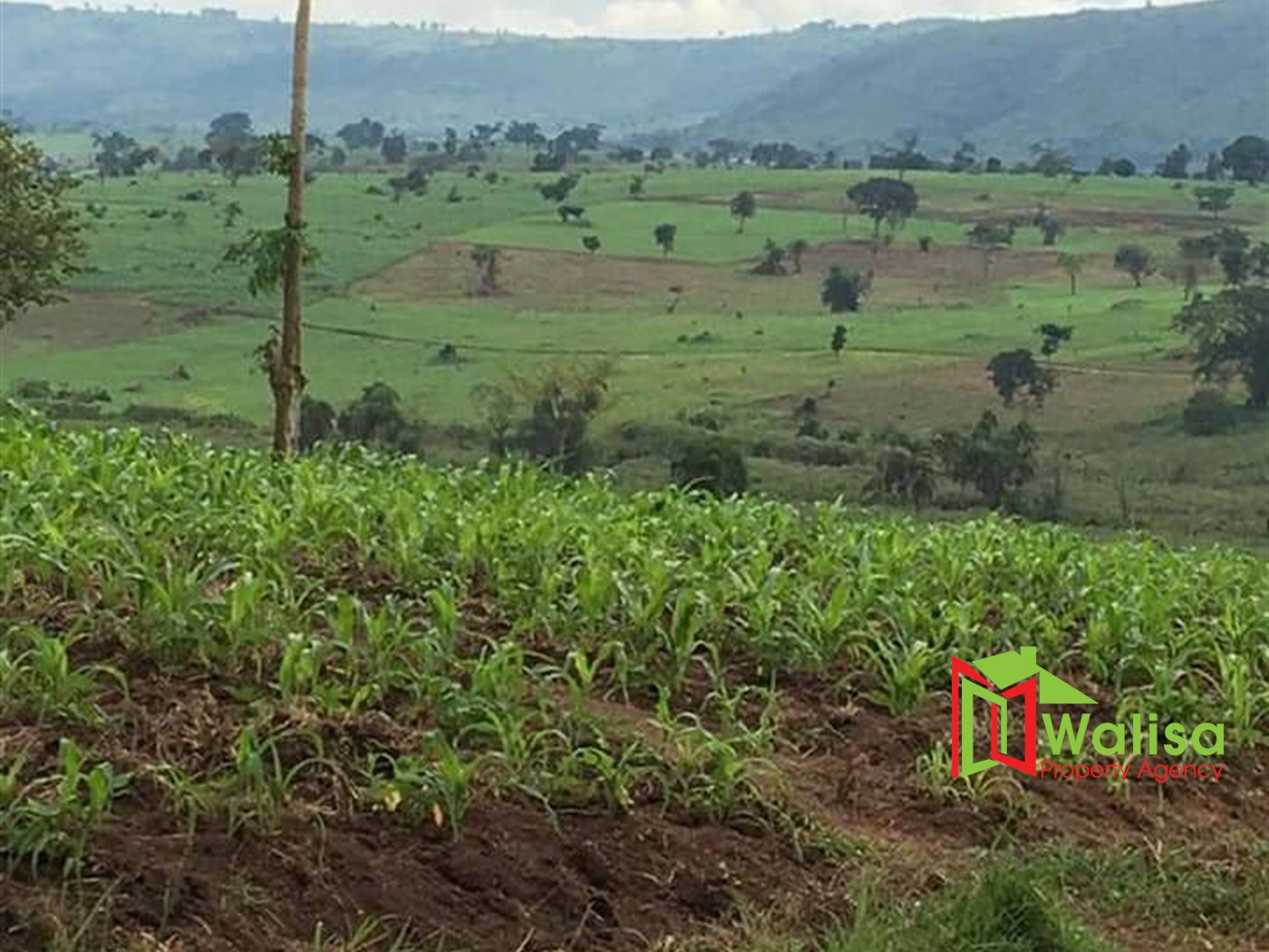 Agricultural Land for sale in Kakumilo Mubende