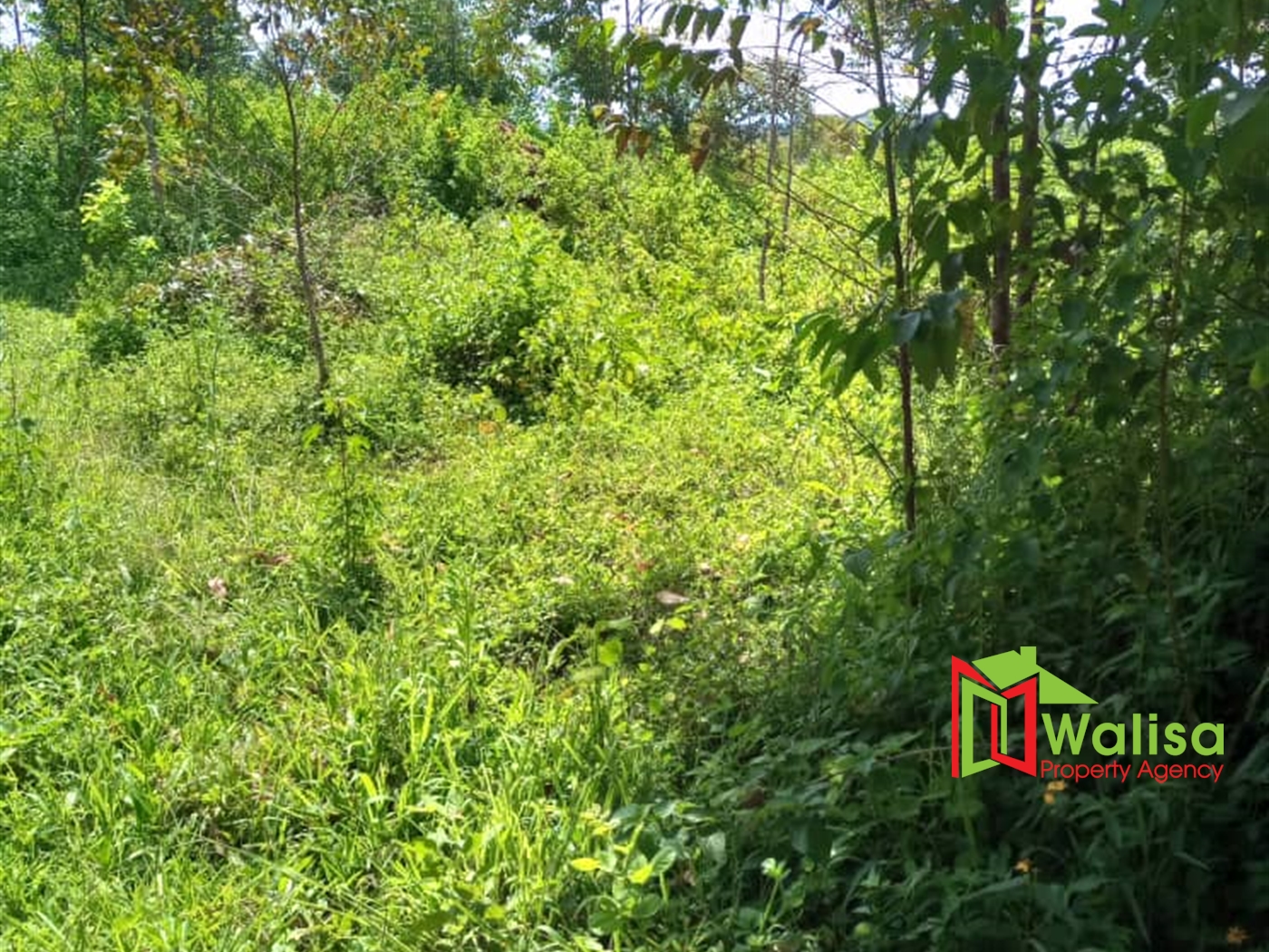 Agricultural Land for sale in Babaale Masaka