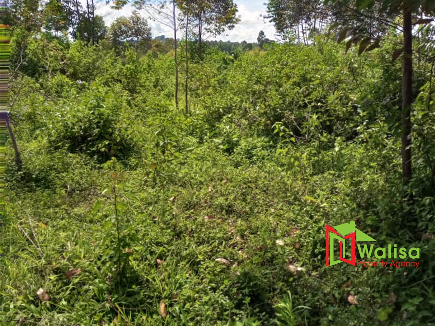 Agricultural Land for sale in Babaale Masaka