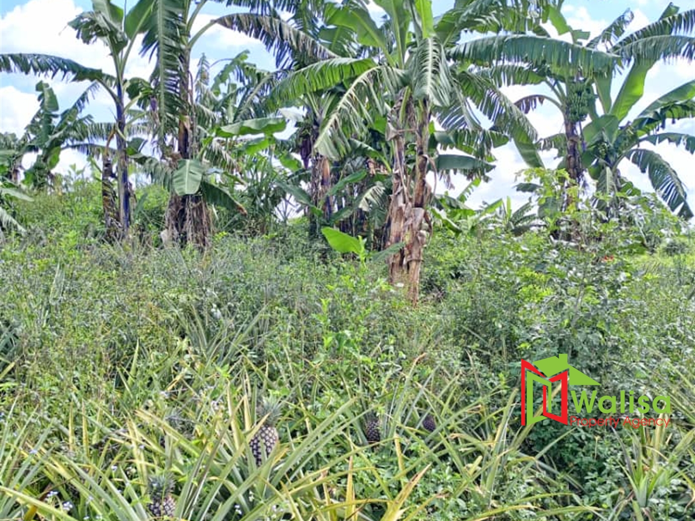 Agricultural Land for sale in Kiwoko Nakaseke