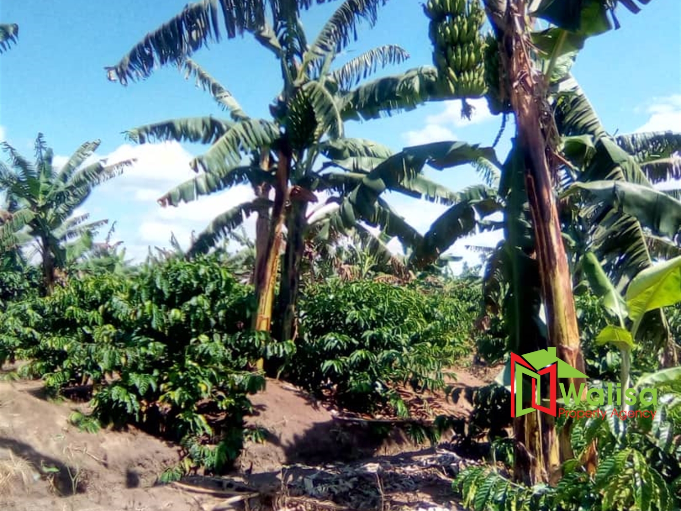 Agricultural Land for sale in Kamila Luweero