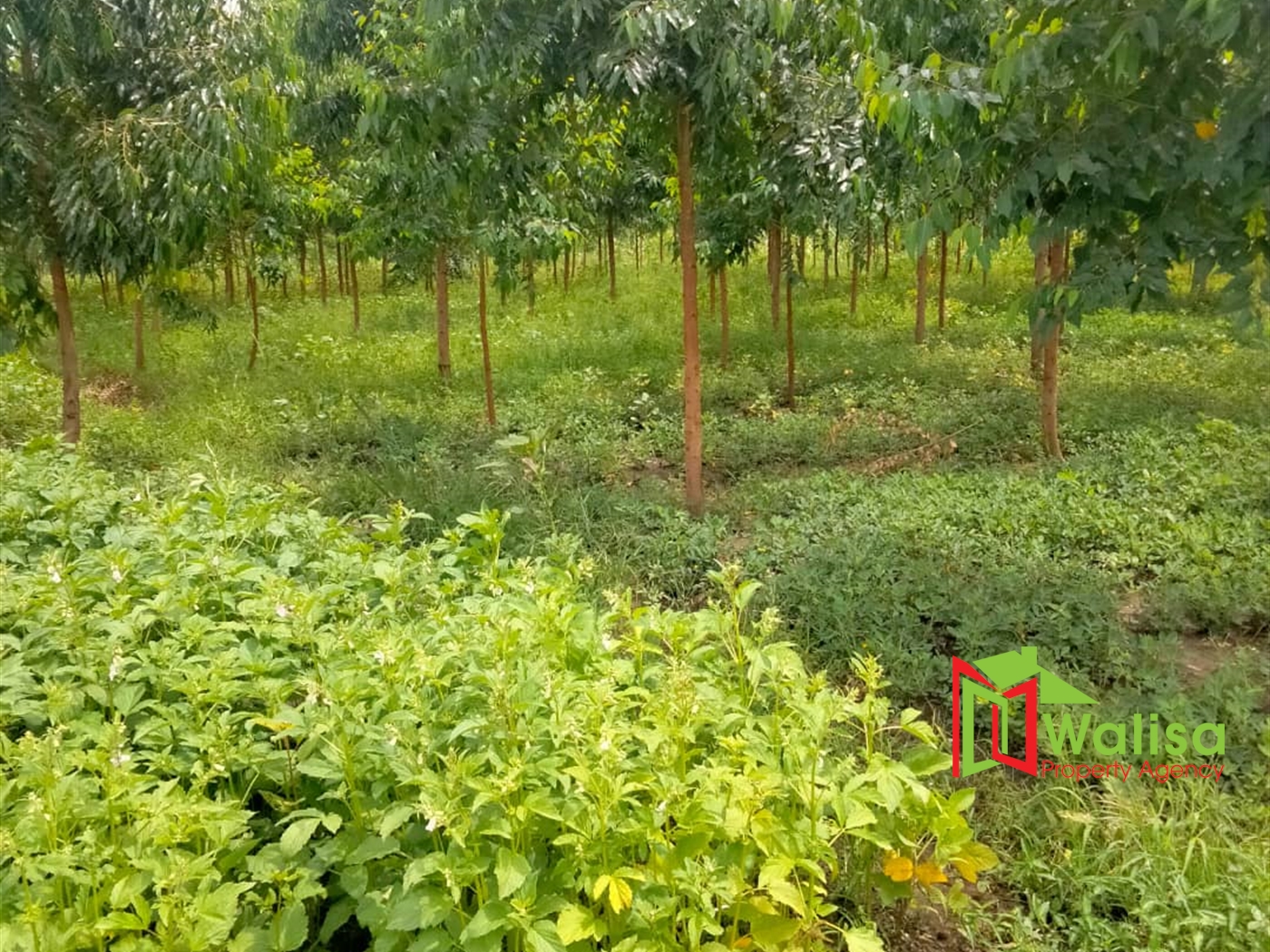 Multipurpose Land for sale in Kisawo Kayunga