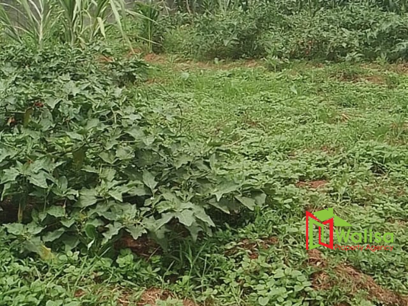 Farm for sale in Bwelenga Wakiso