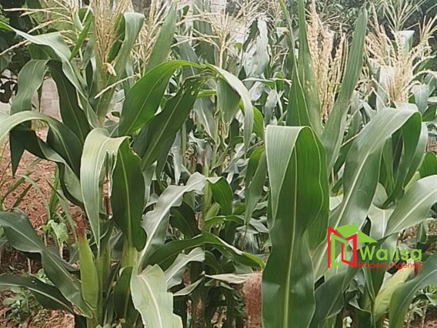 Farm for sale in Bwelenga Wakiso