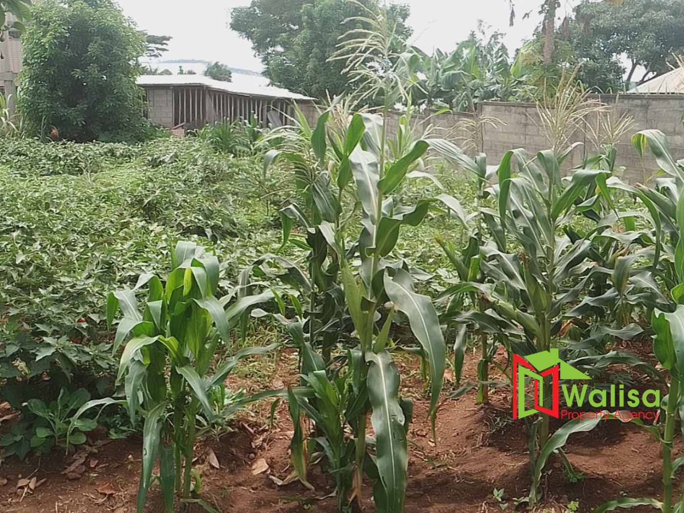 Farm for sale in Bwelenga Wakiso