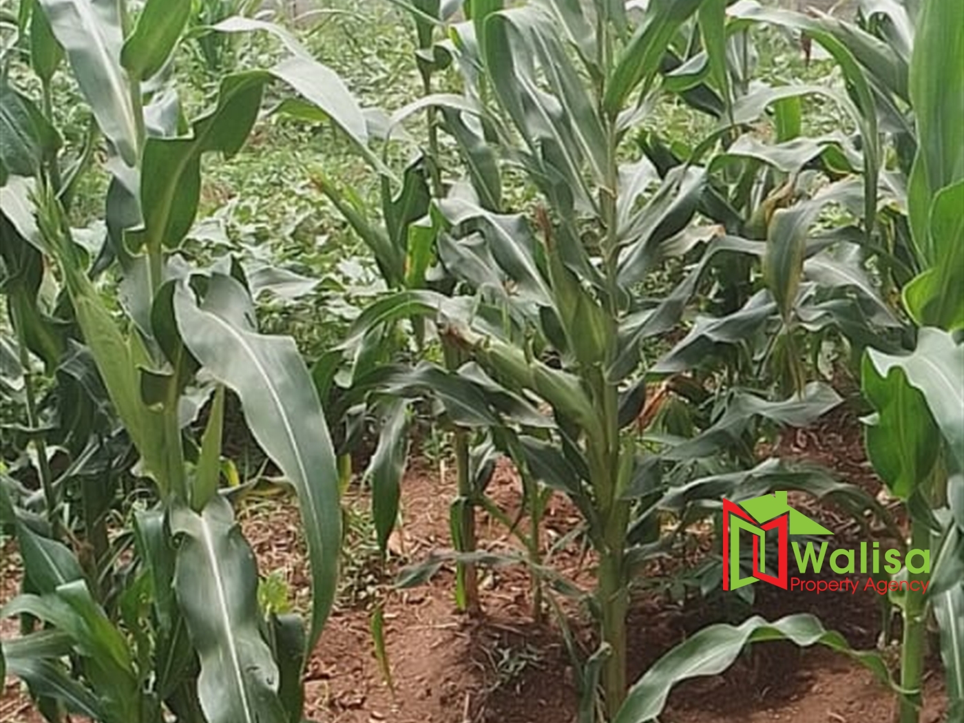 Farm for sale in Bwelenga Wakiso