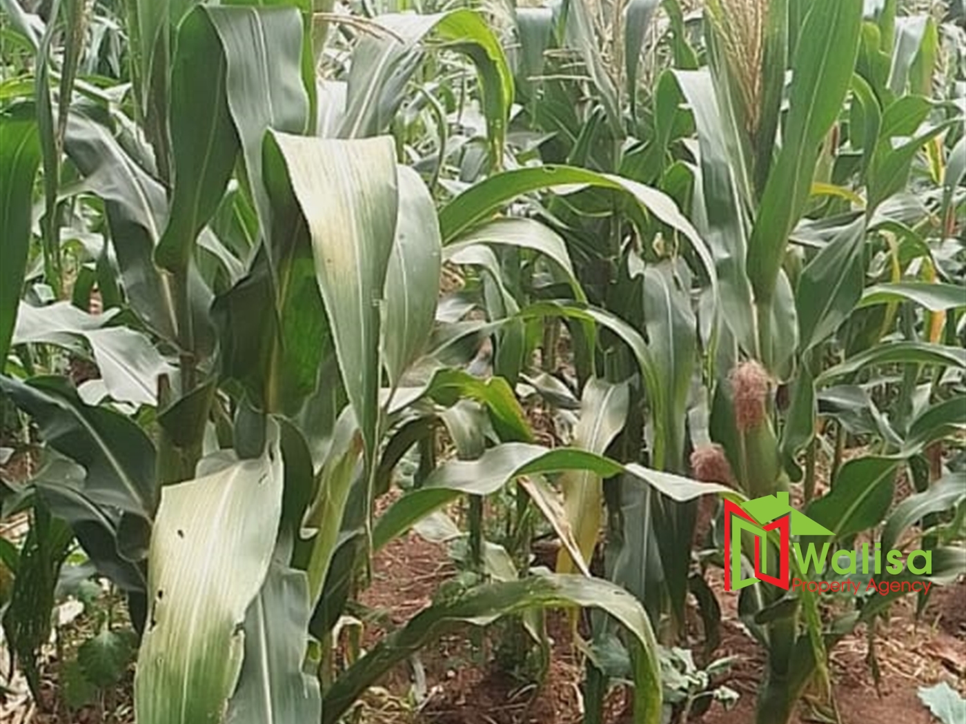 Farm for sale in Bwelenga Wakiso