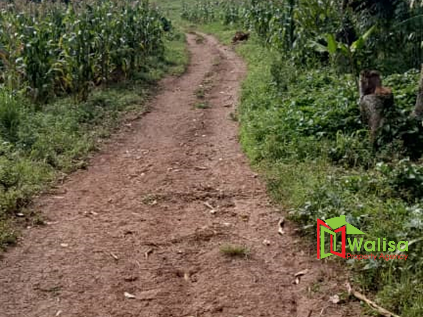 Commercial Land for sale in Nsuube Wakiso