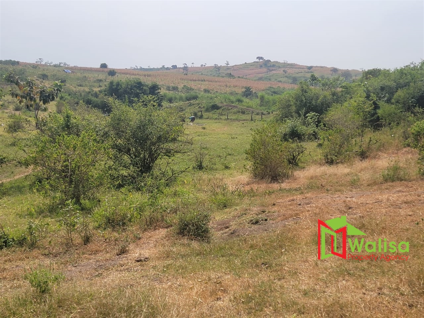 Agricultural Land for sale in Kigorobya Hoima