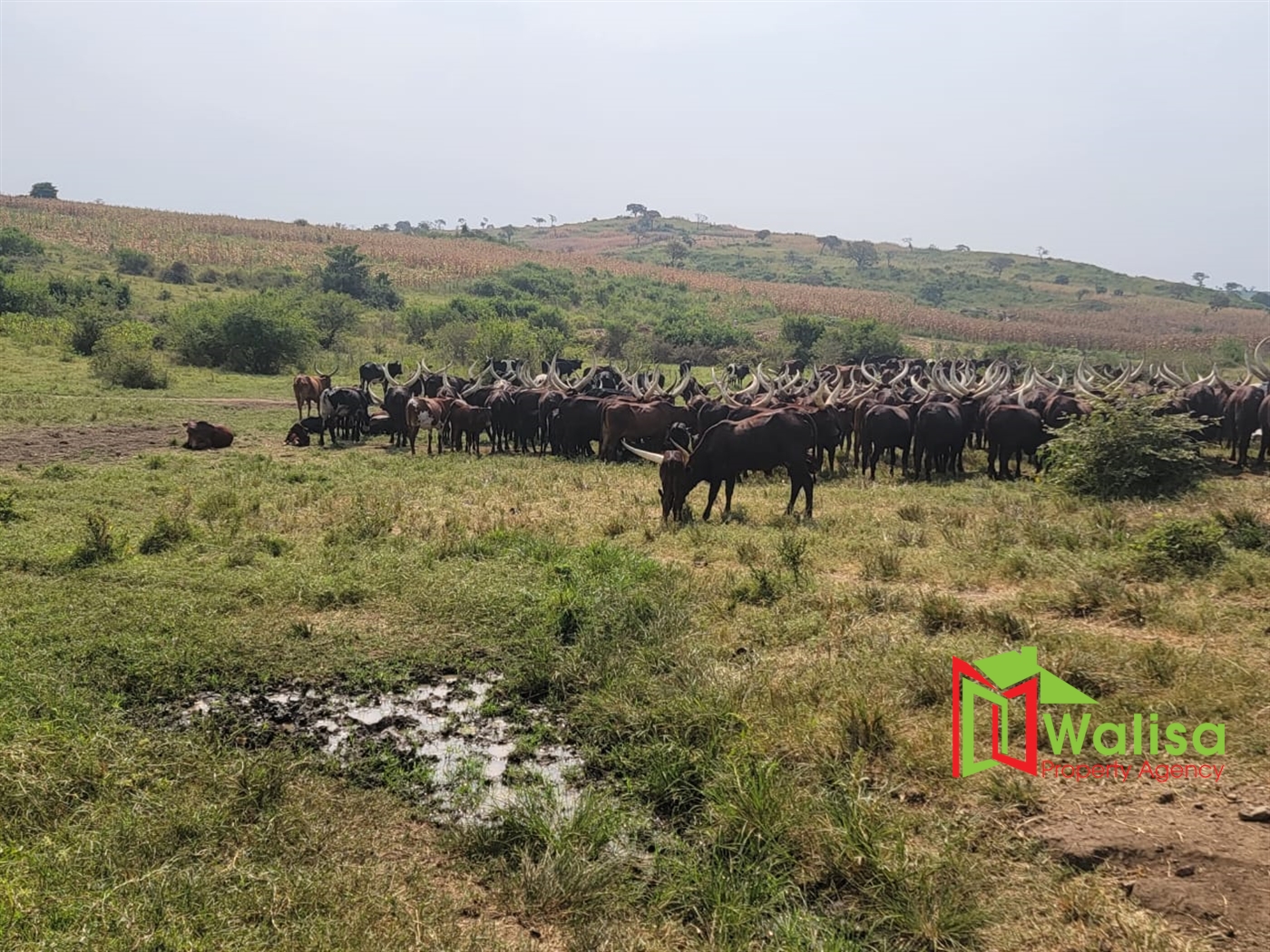 Agricultural Land for sale in Kigorobya Hoima