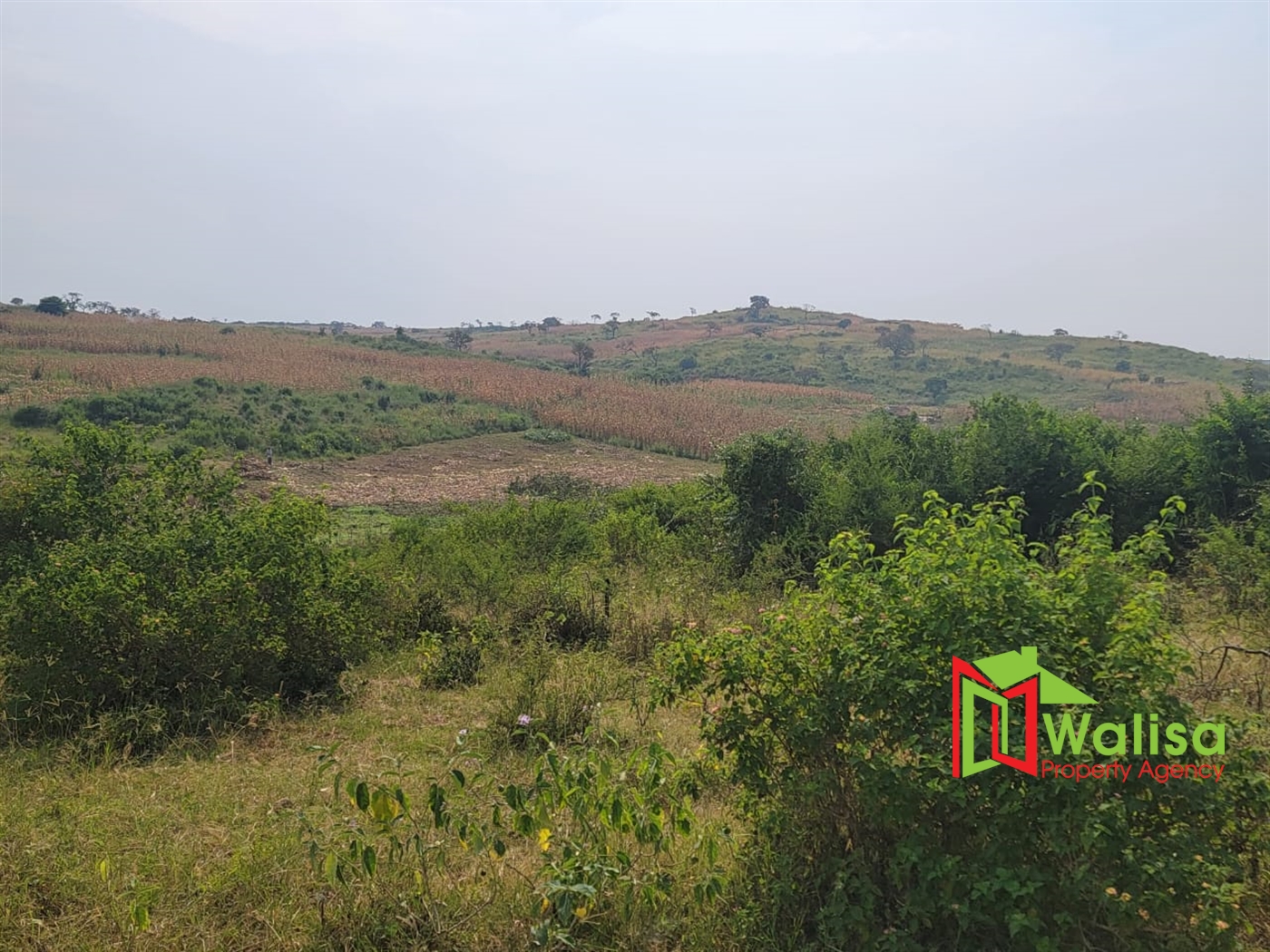 Agricultural Land for sale in Kigorobya Hoima