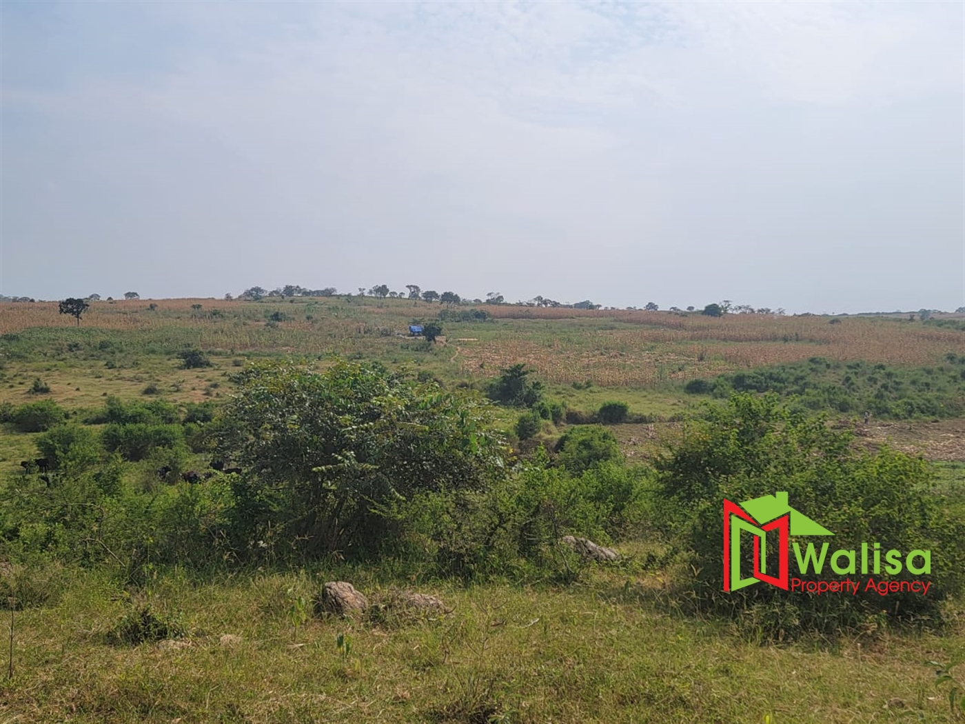 Agricultural Land for sale in Kigorobya Hoima