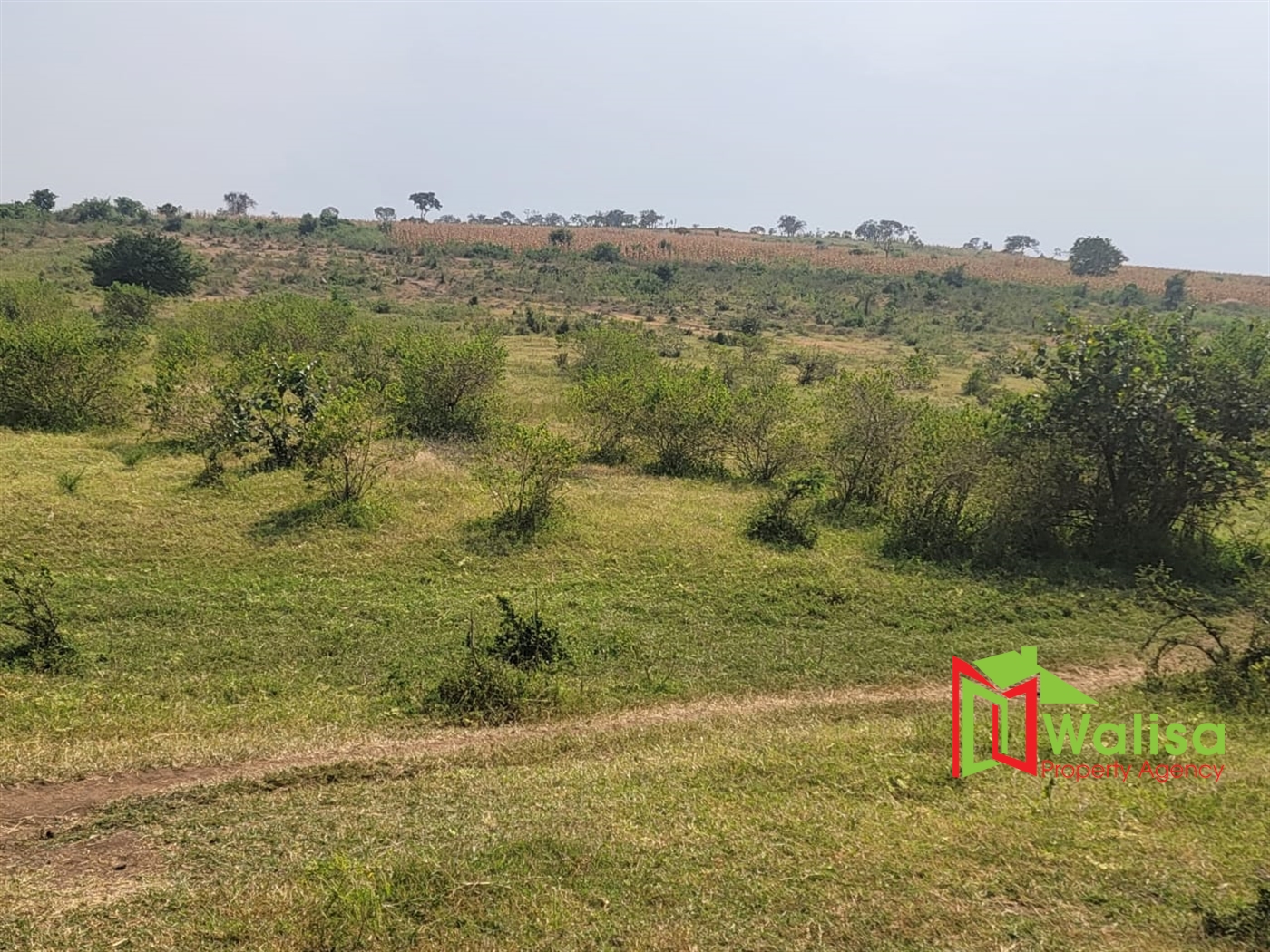 Agricultural Land for sale in Kigorobya Hoima