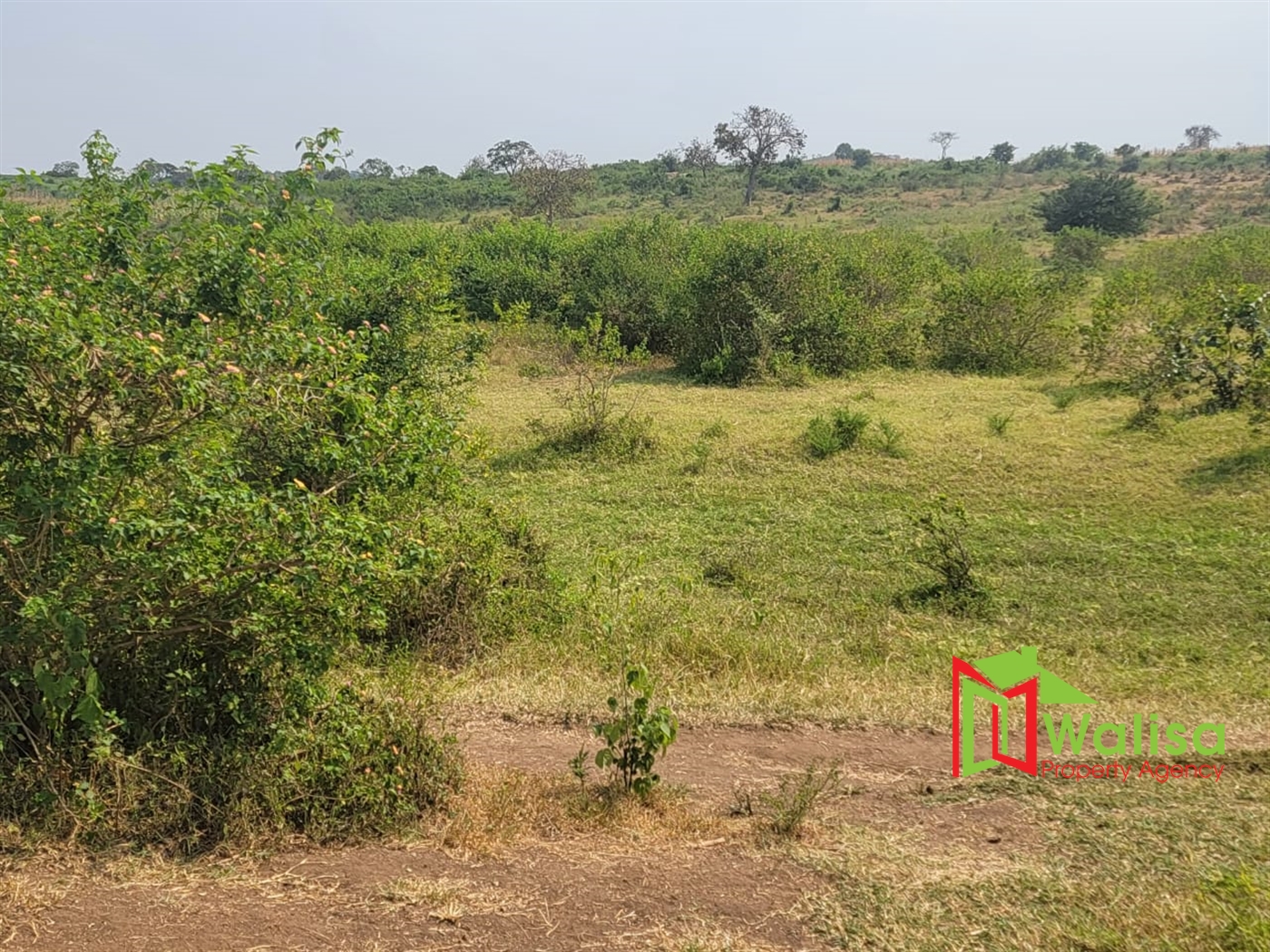 Agricultural Land for sale in Kigorobya Hoima