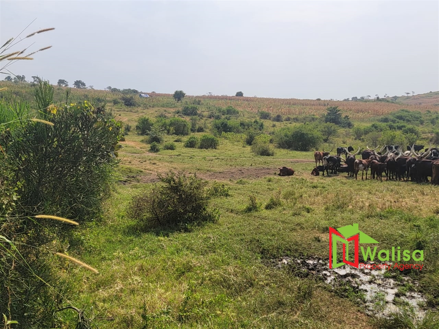 Agricultural Land for sale in Kigorobya Hoima