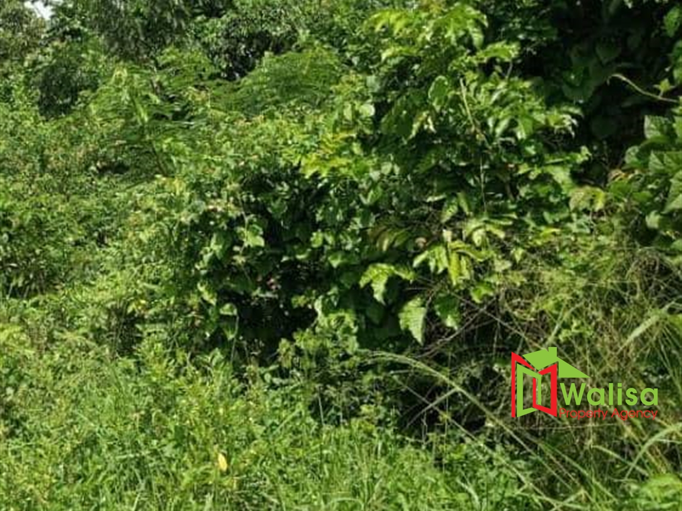 Commercial Land for sale in Bbaale Kayunga