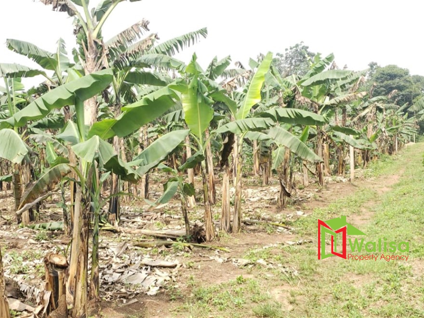 Farm for sale in Bukeelele Mukono