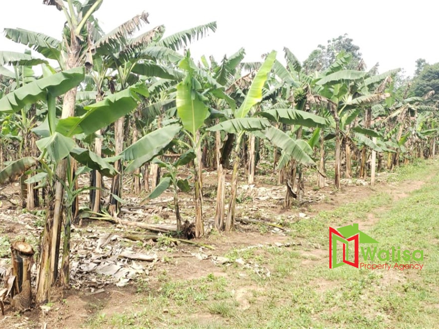 Farm for sale in Bukeelele Mukono