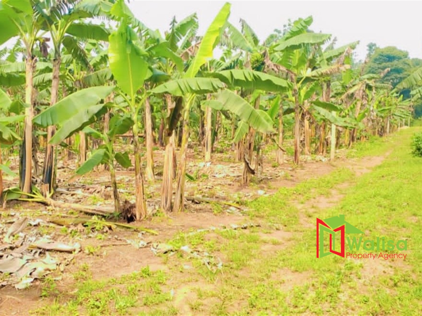 Farm for sale in Bukeelele Mukono