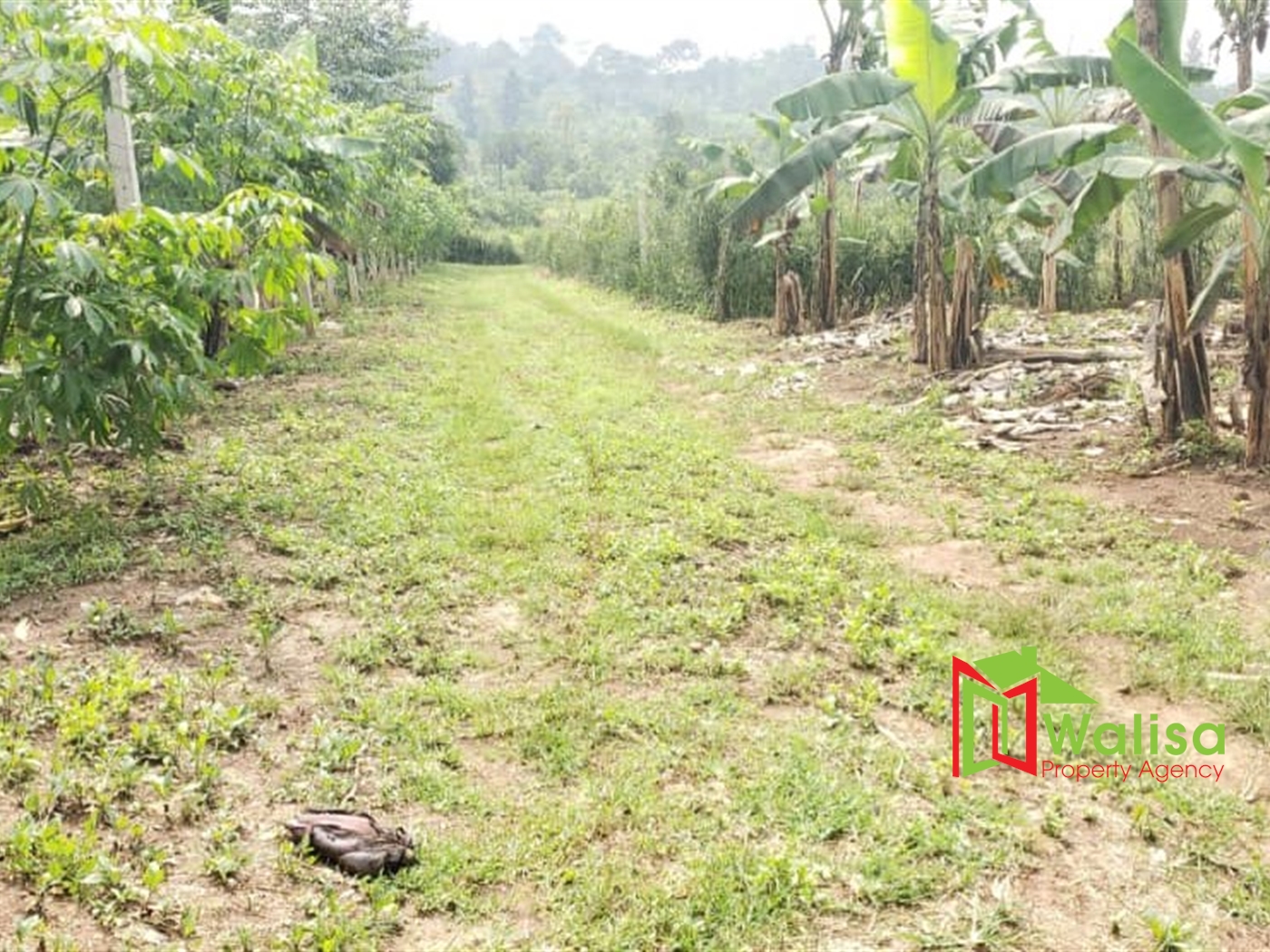 Farm for sale in Bukeelele Mukono