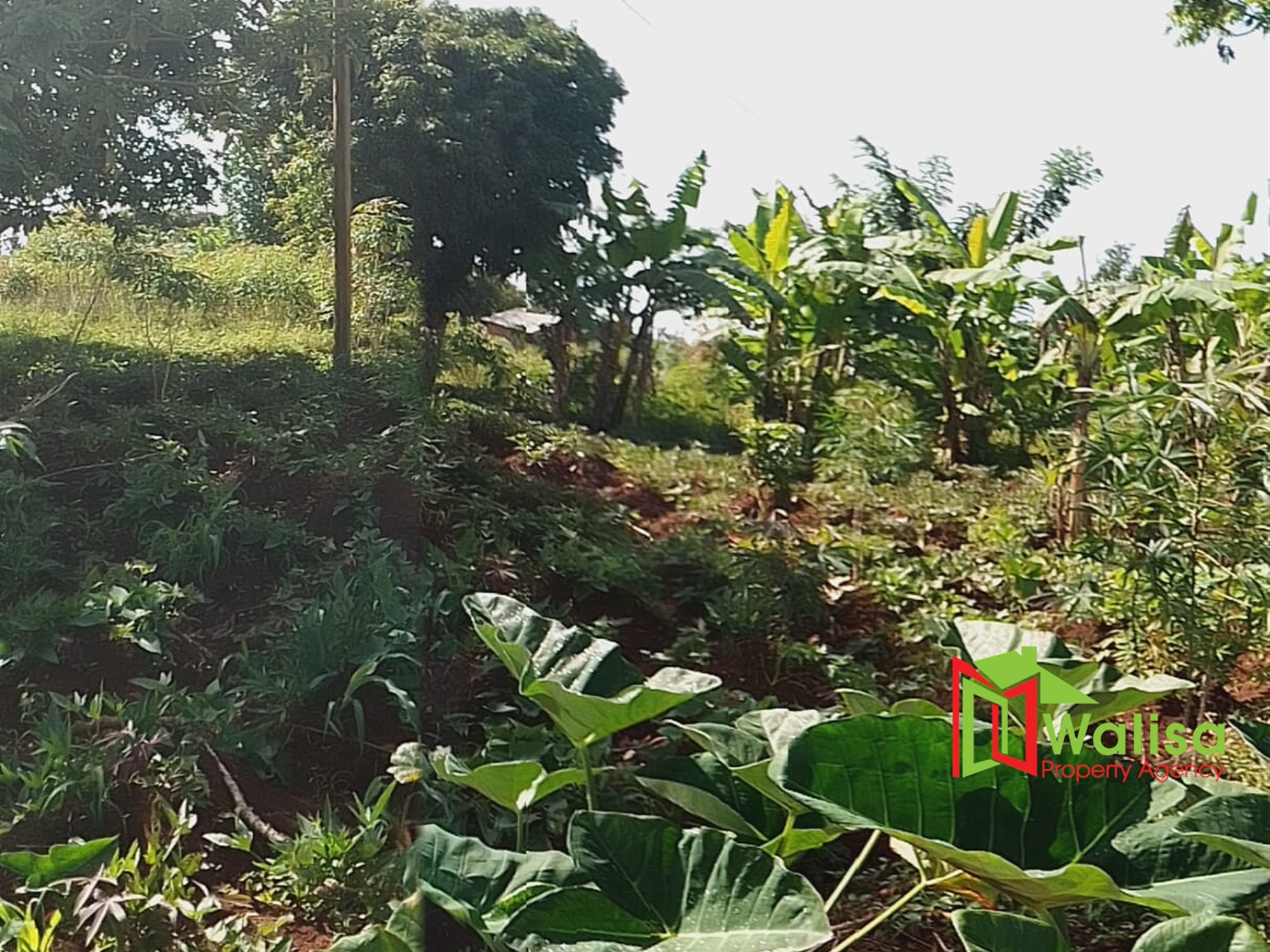 Agricultural Land for sale in Nakawuka Tororo