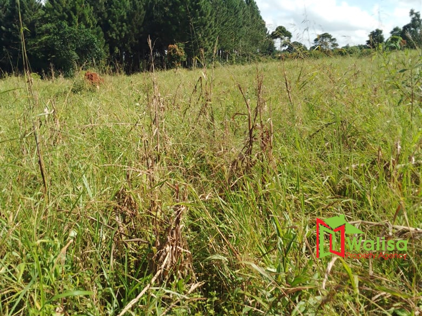 Agricultural Land for sale in Nakawuka Tororo