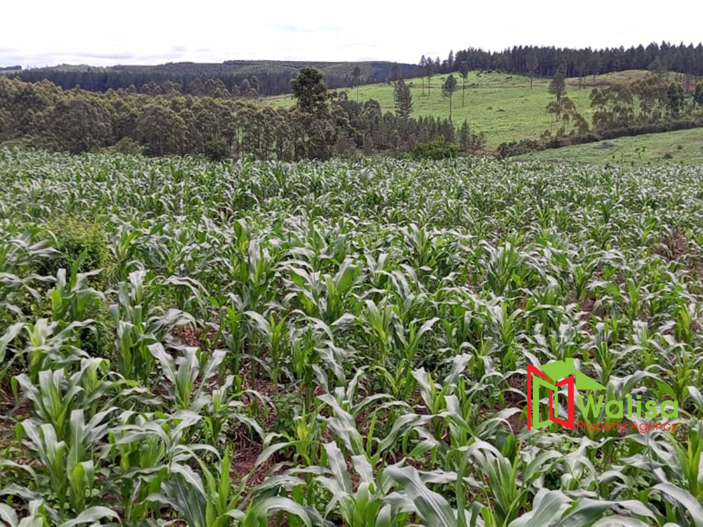 Agricultural Land for sale in Kyenda Mubende