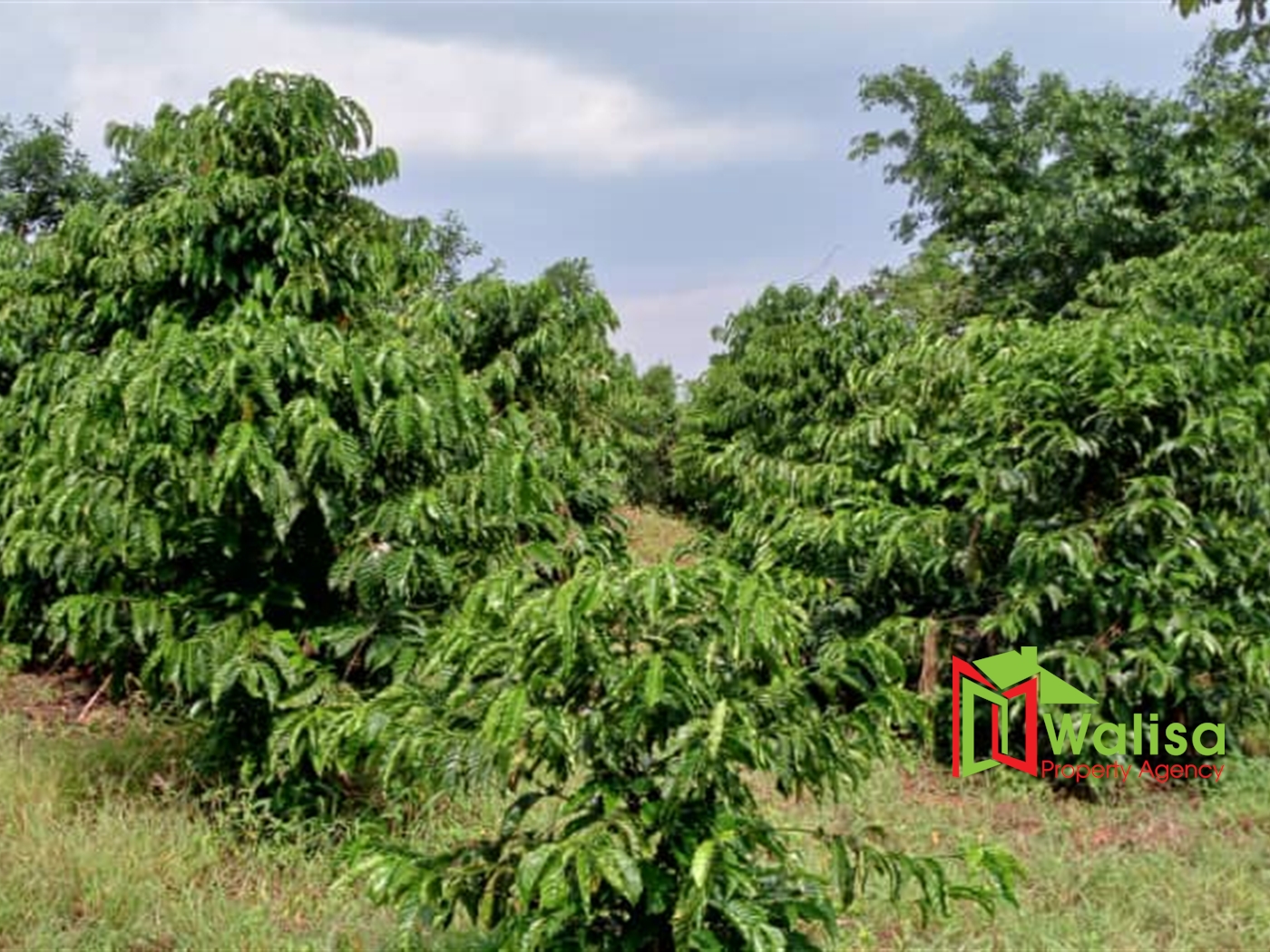 Agricultural Land for sale in Bombo Luweero