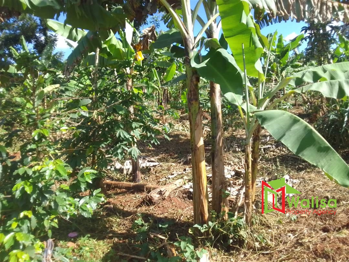 Agricultural Land for sale in Bombo Luweero