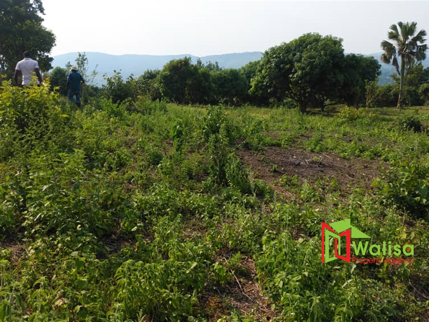 Resort for sale in Katosi Mukono