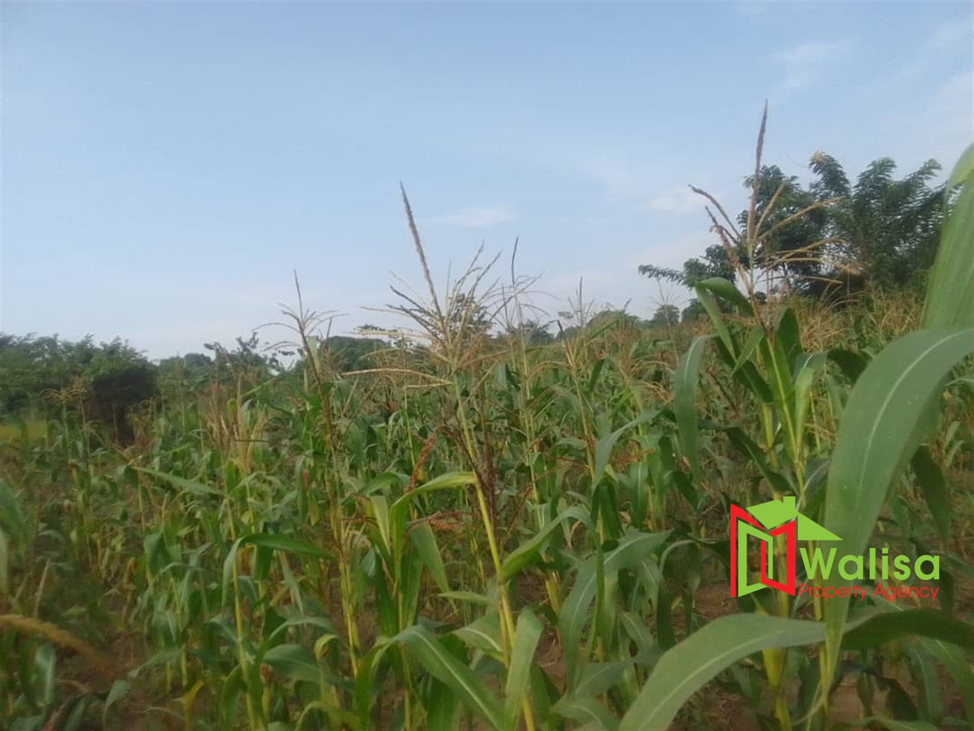 Agricultural Land for sale in Lukaya Masaka