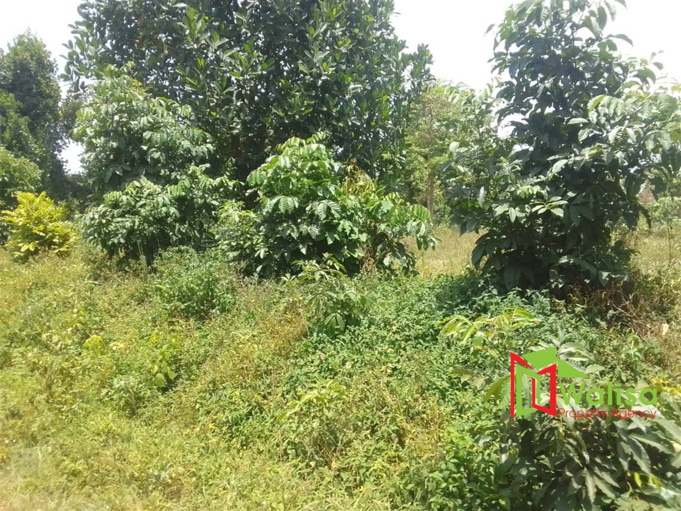 Agricultural Land for sale in Lukaya Masaka