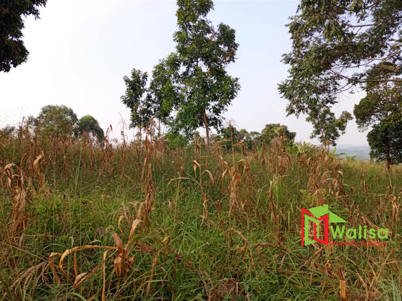 Multipurpose Land for sale in Busunju Mityana