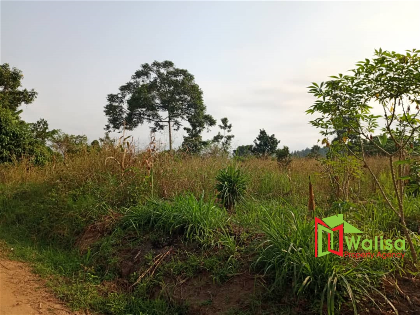 Multipurpose Land for sale in Busunju Mityana