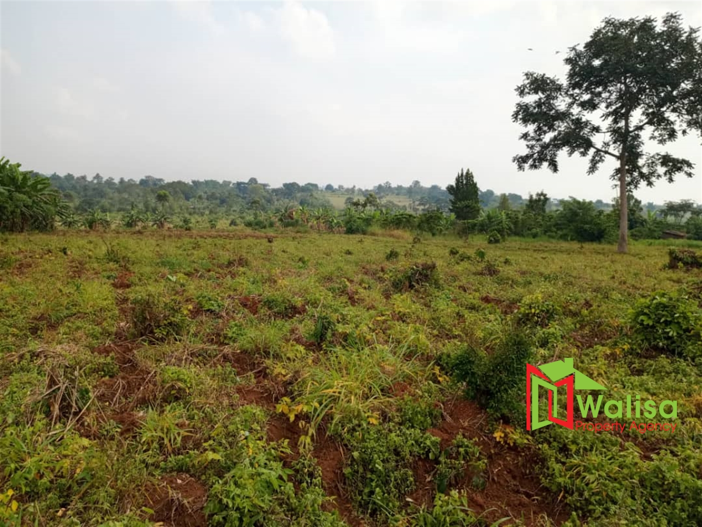 Agricultural Land for sale in Busunjju Mityana