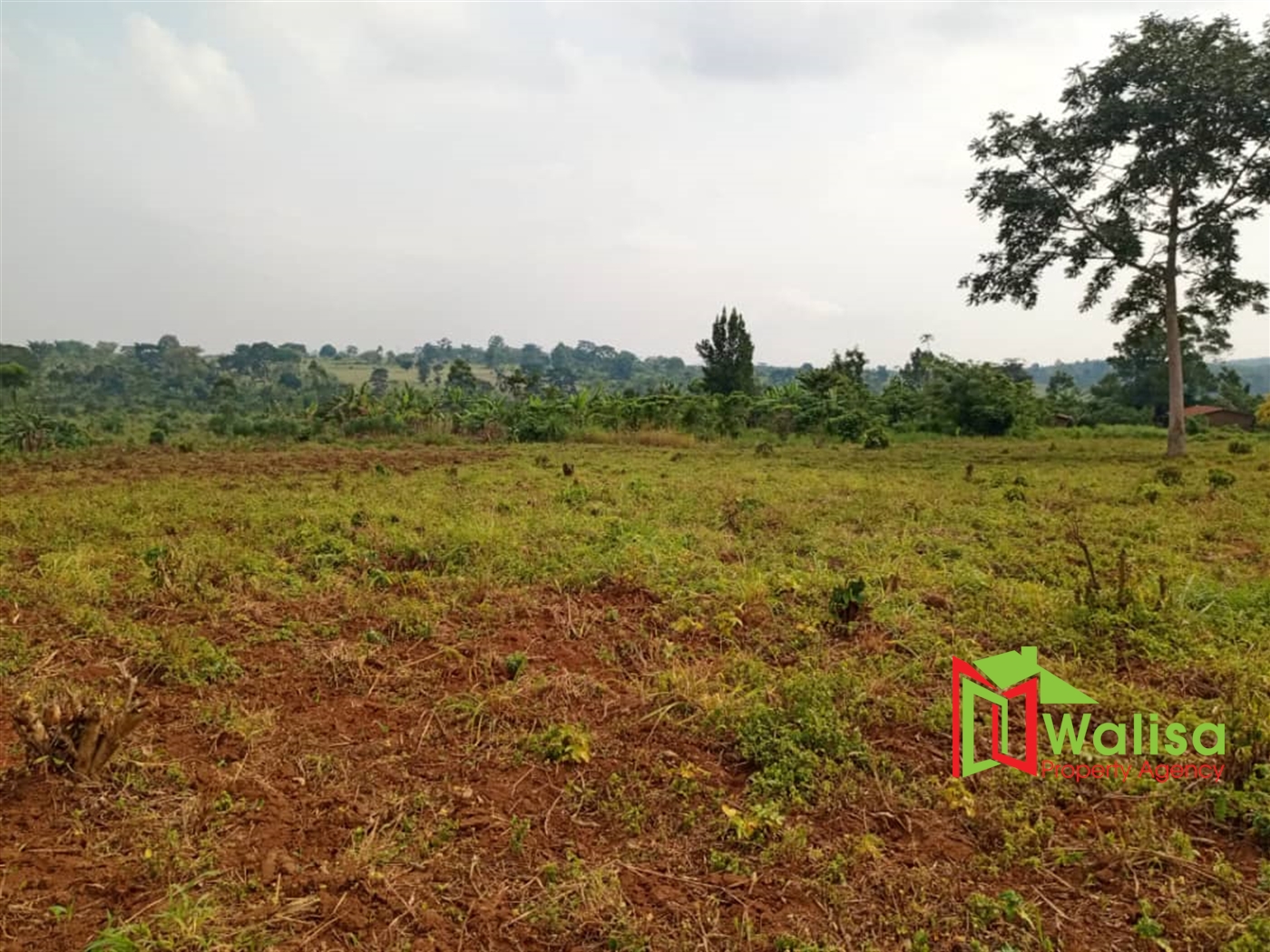 Agricultural Land for sale in Busunjju Mityana