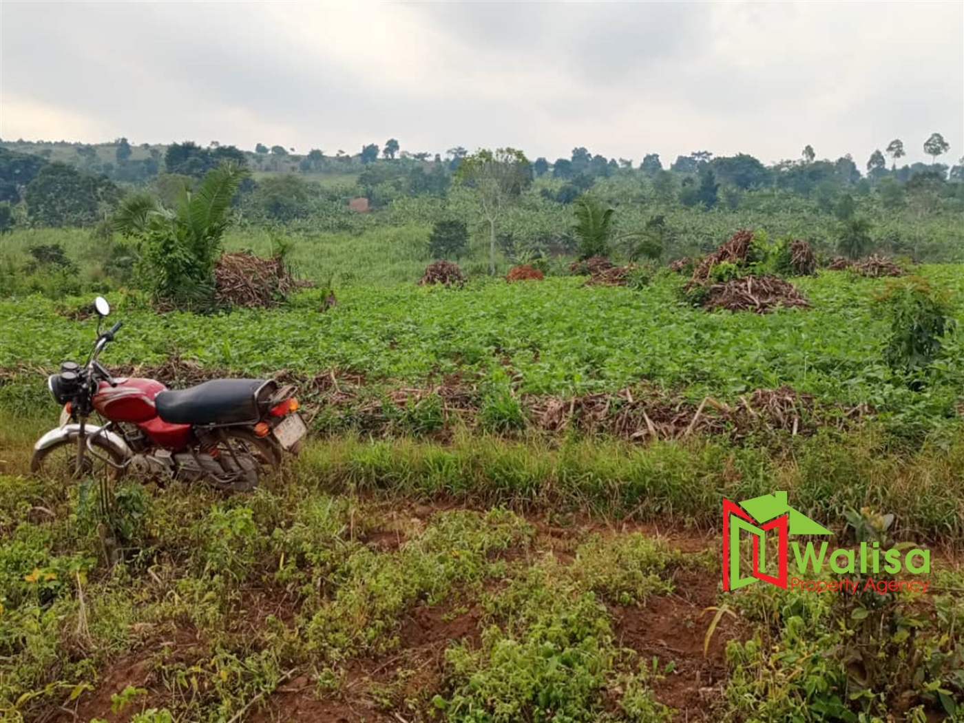 Agricultural Land for sale in Busunjju Mityana