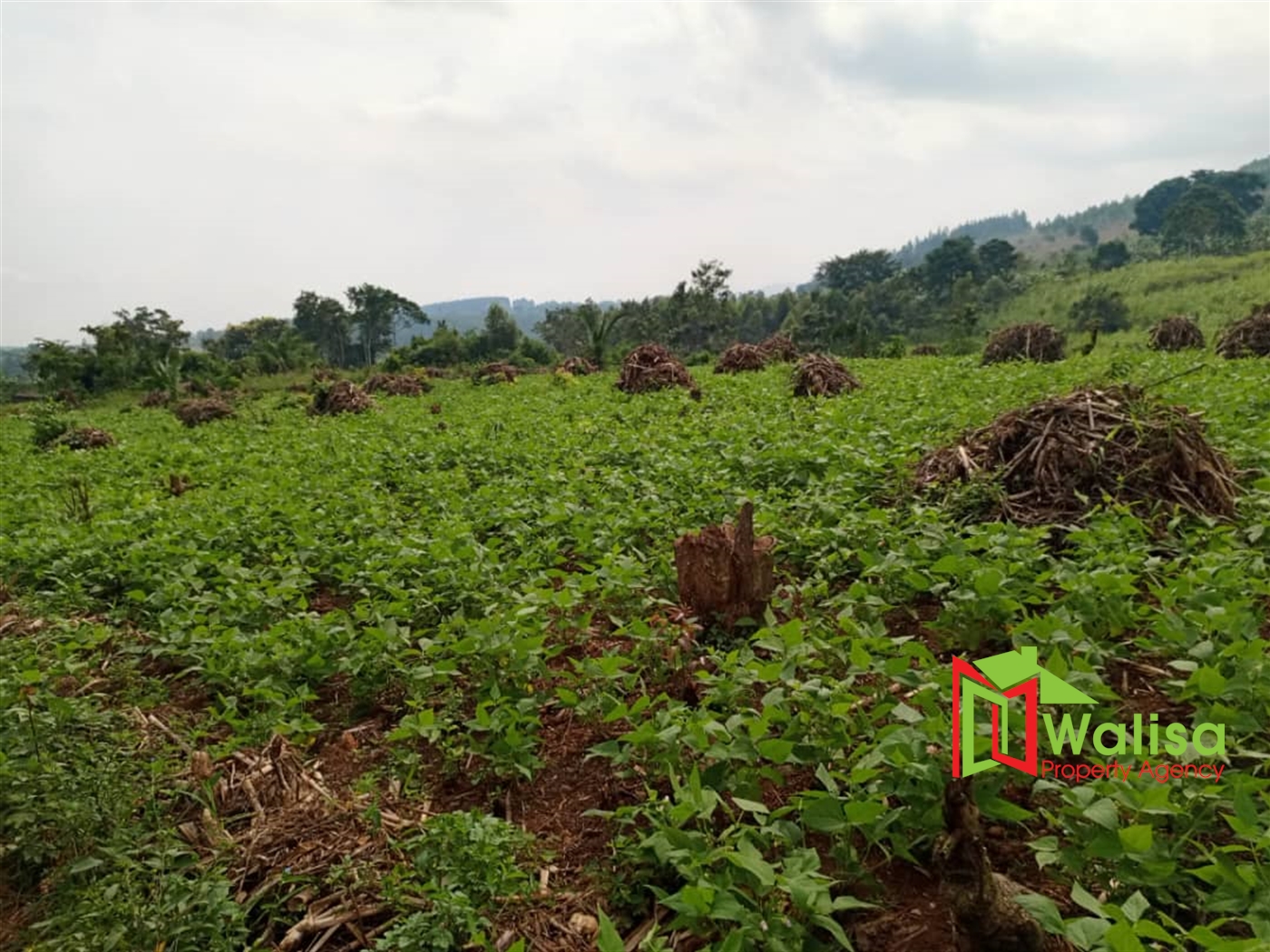 Agricultural Land for sale in Busunjju Mityana