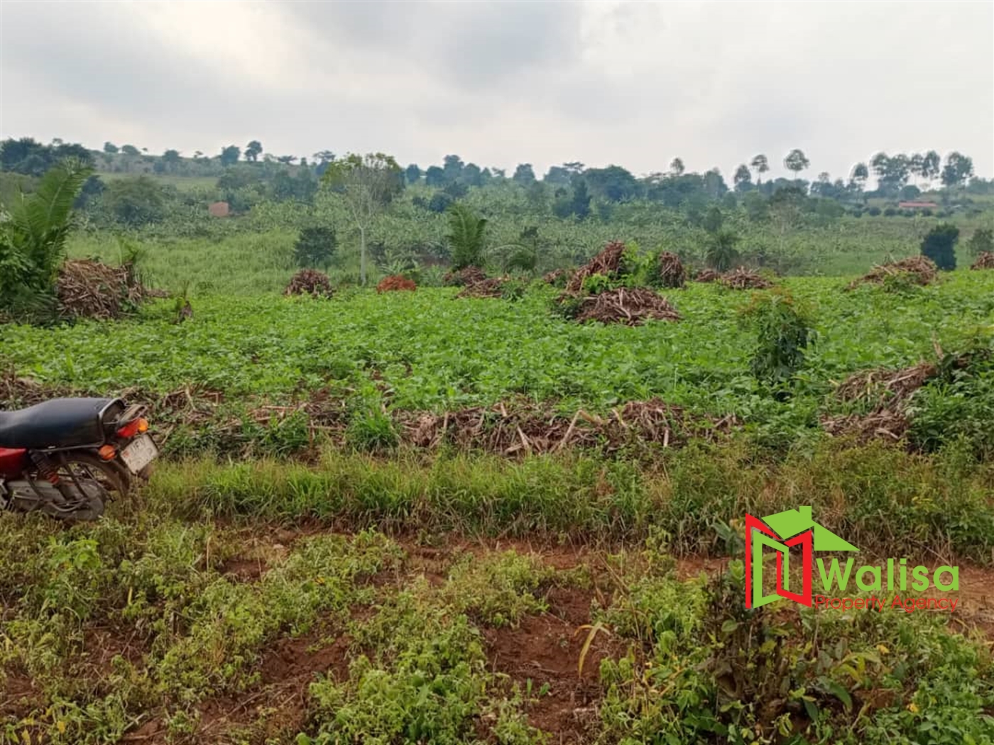 Agricultural Land for sale in Busunjju Mityana