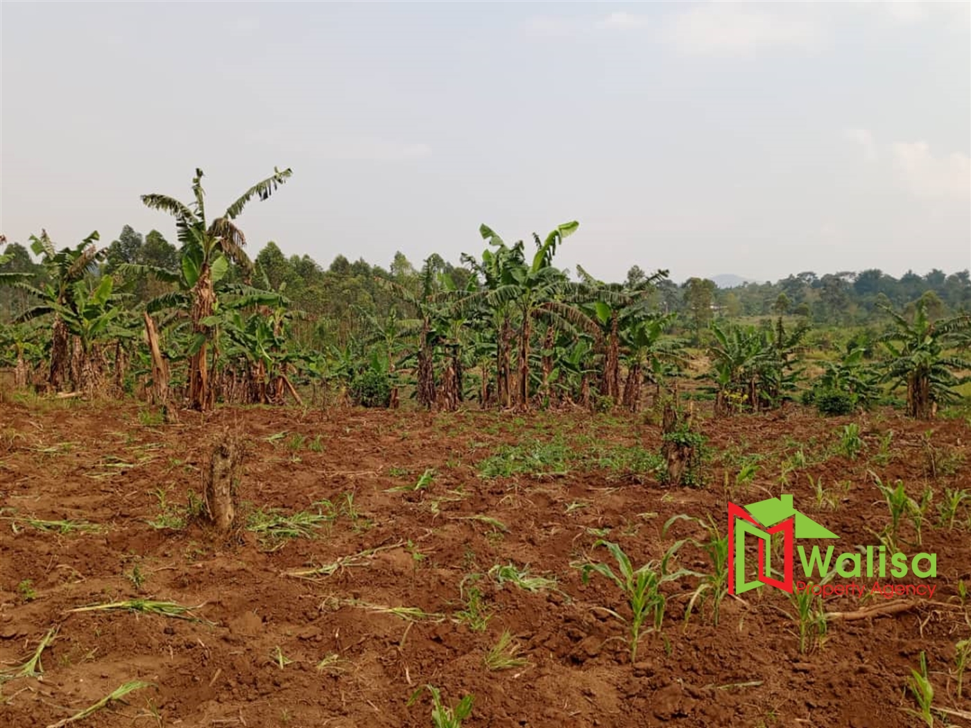 Agricultural Land for sale in Busunjju Mityana