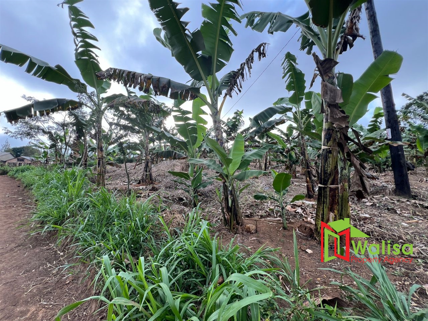 Farm for sale in Kampilingisa Mpigi