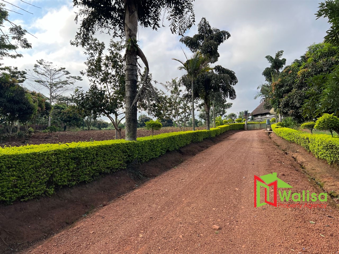 Farm for sale in Kampilingisa Mpigi