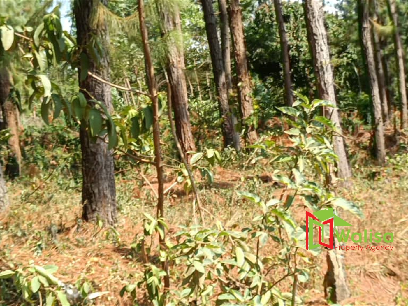 Commercial Land for sale in Bwebajja Wakiso