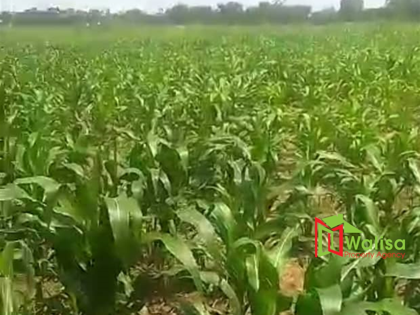 Agricultural Land for sale in Kikyuusa Luweero